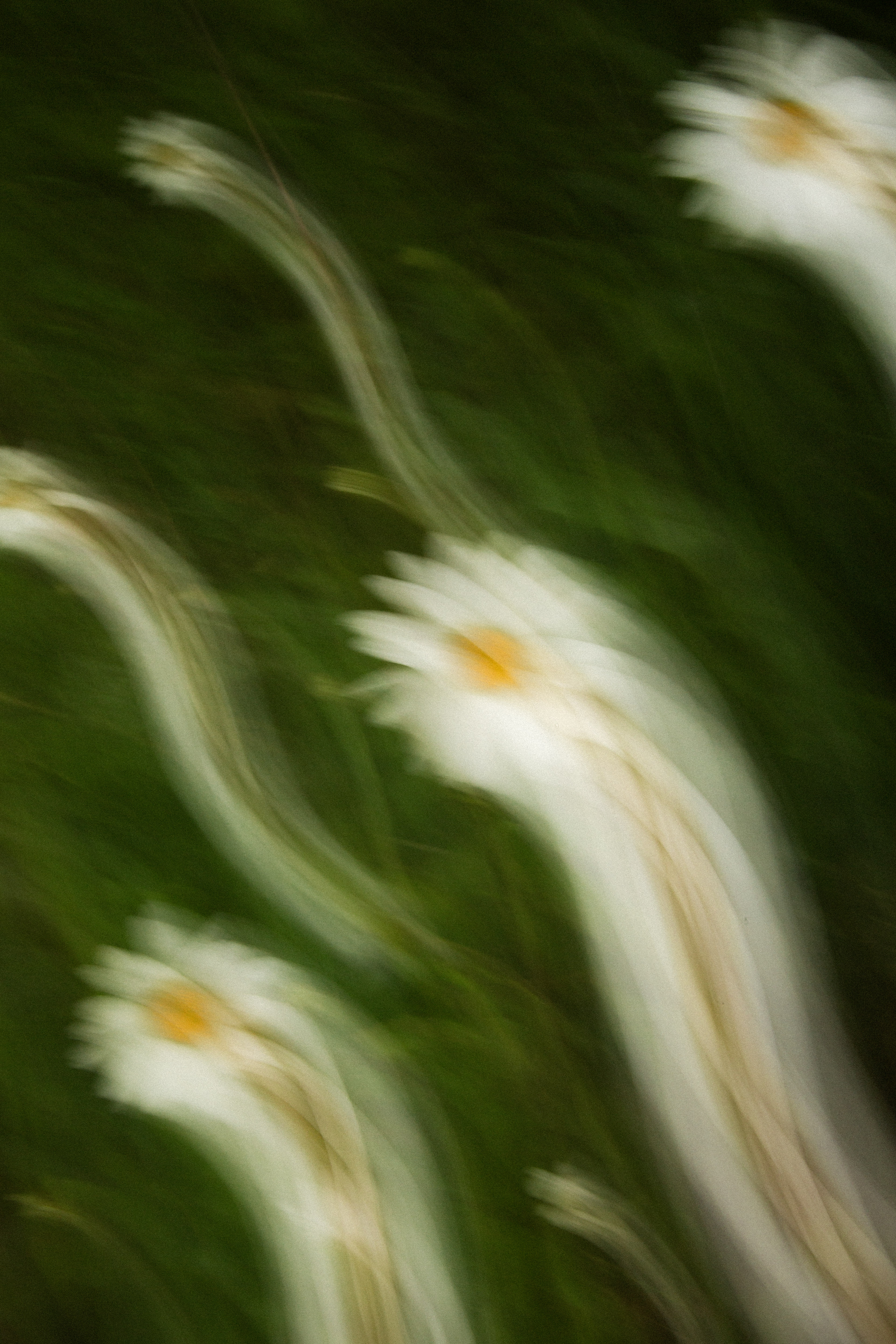daisies icm