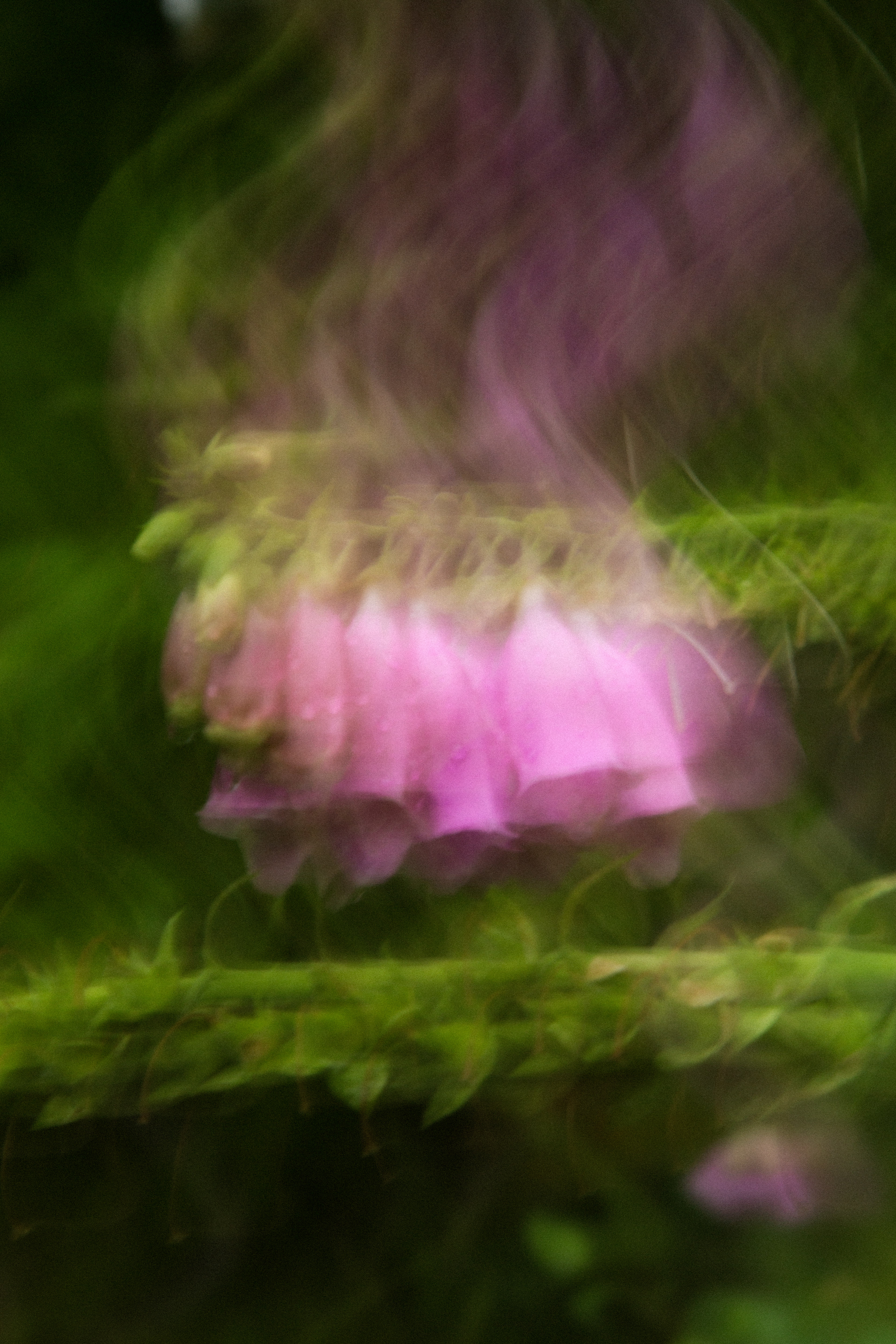 pink foxglove
