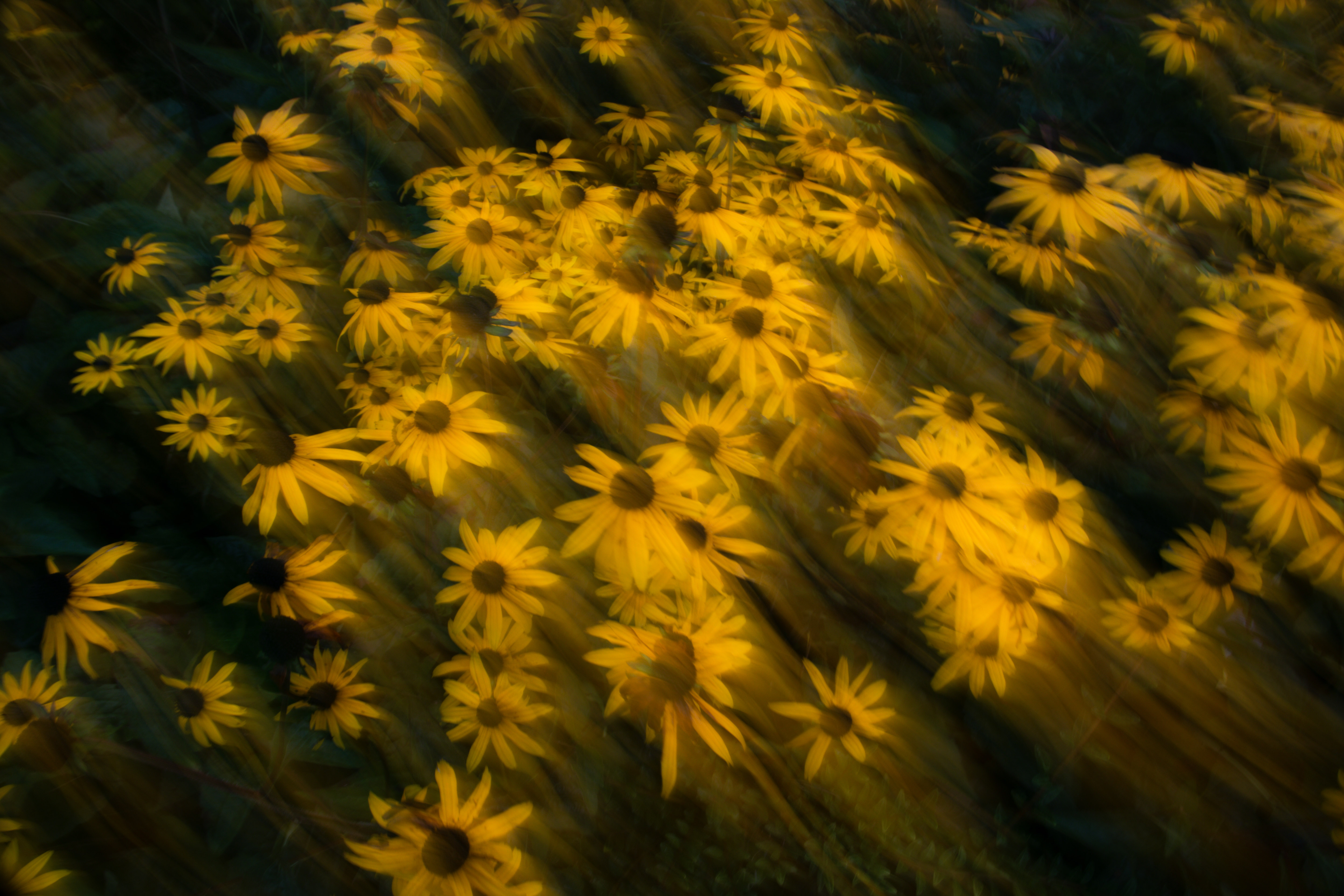 Rudbeckia flowers in motion