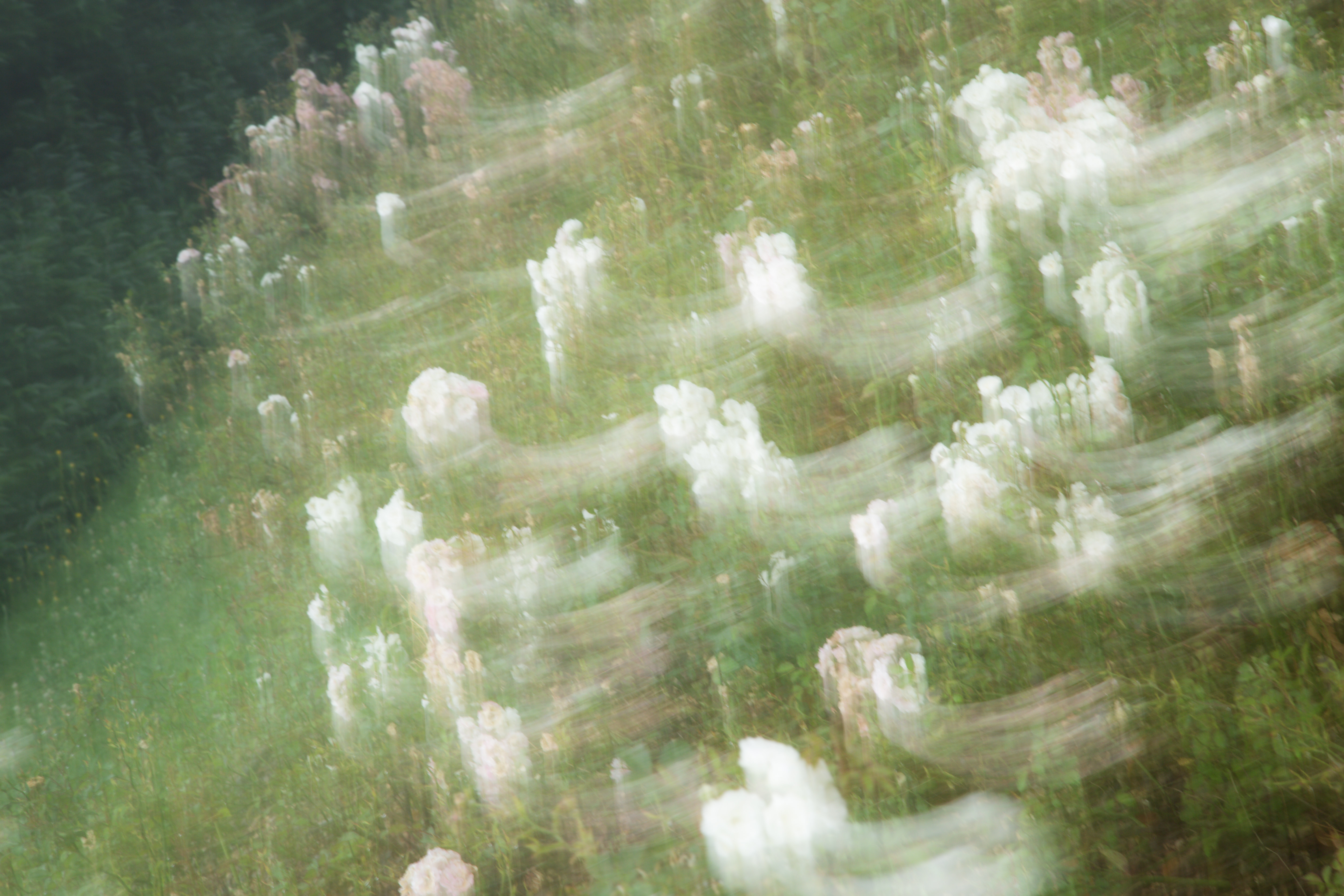 white flower icm