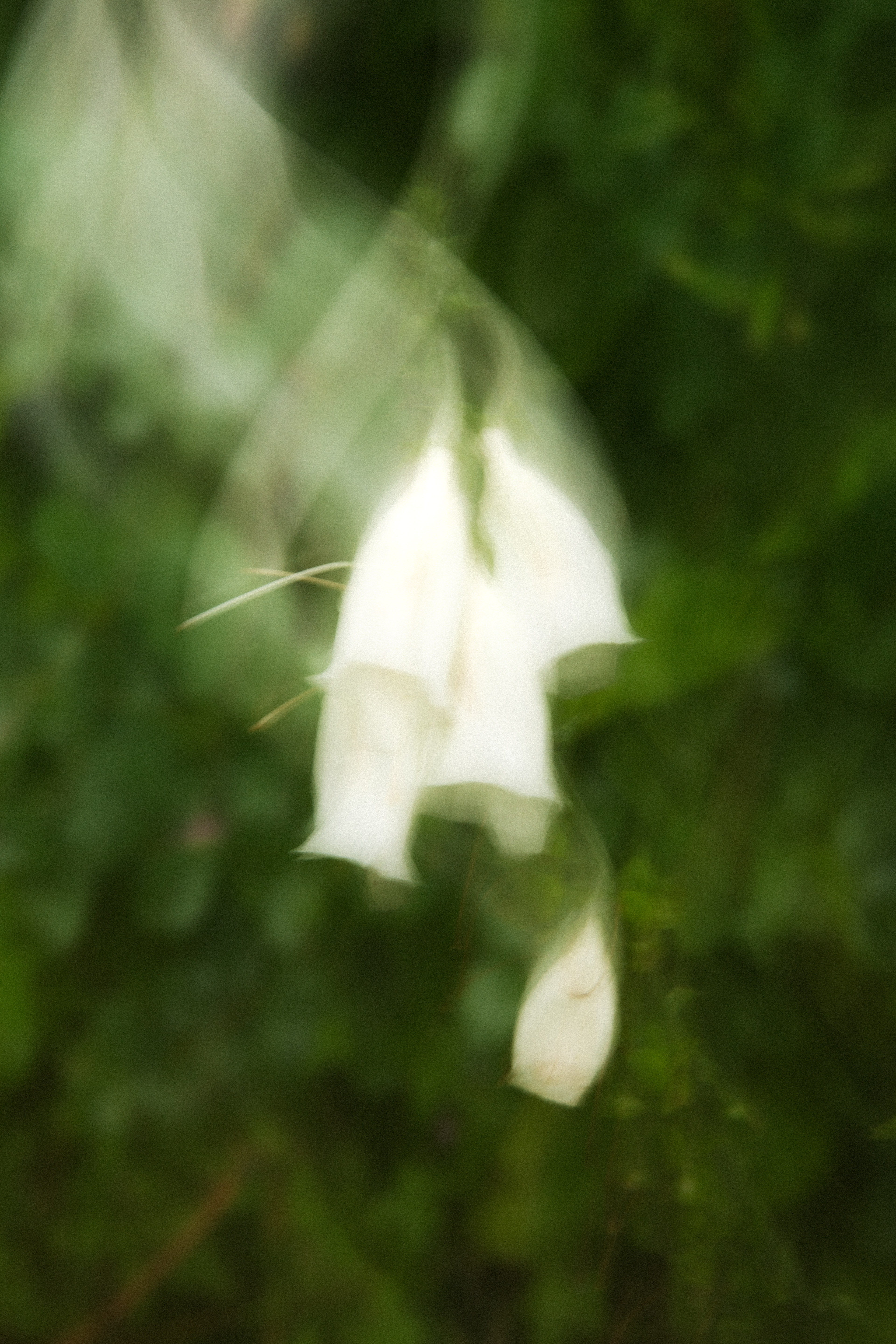 white foxglove