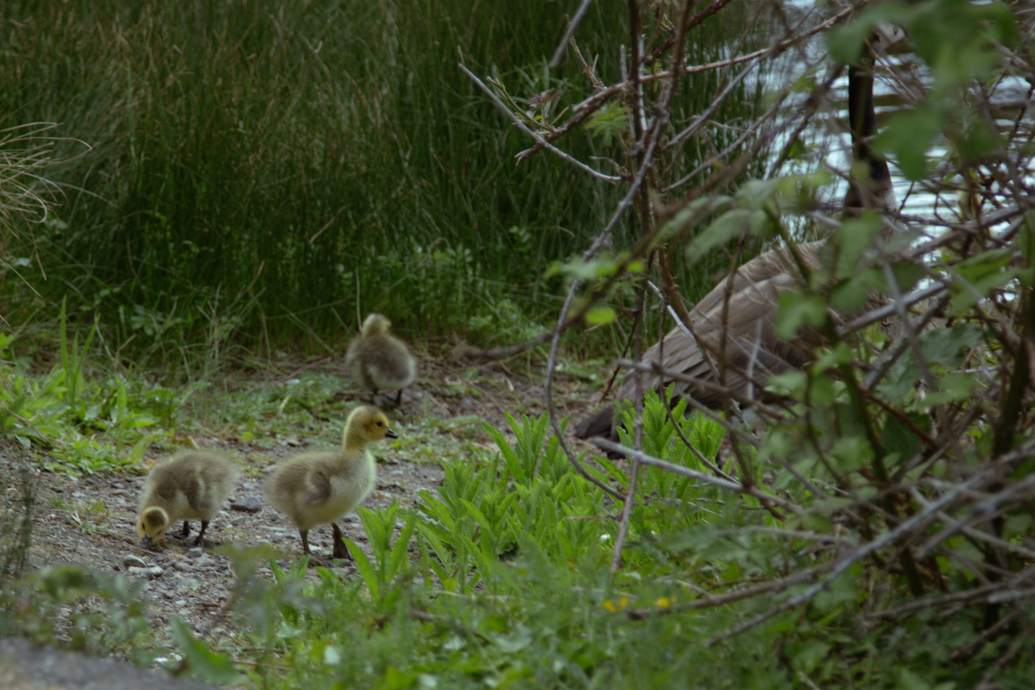 Canada goose goslings foraging along a path edge