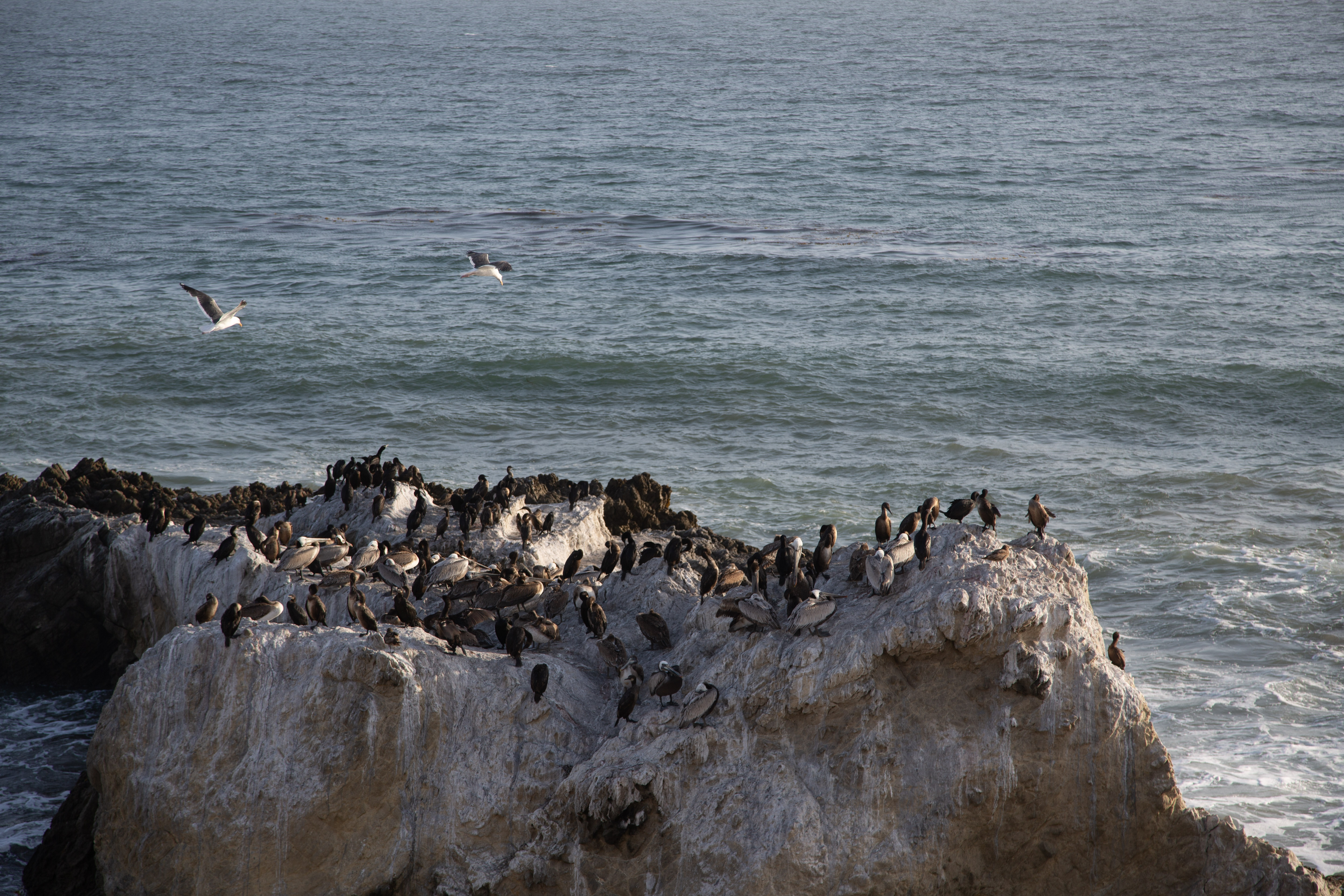 A flock gathered near a couple by the water