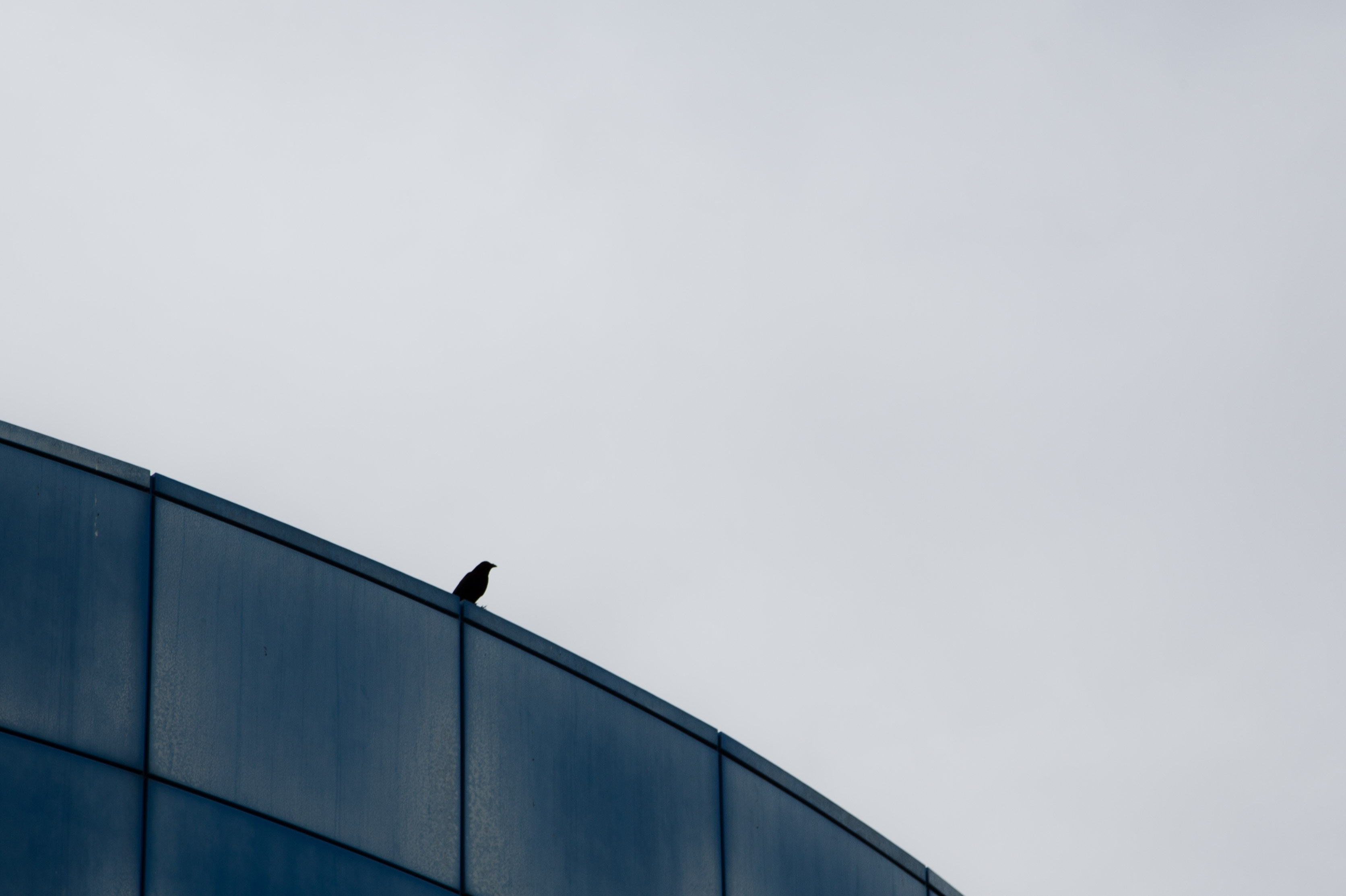 A single bird perched on a curved rooftop edge