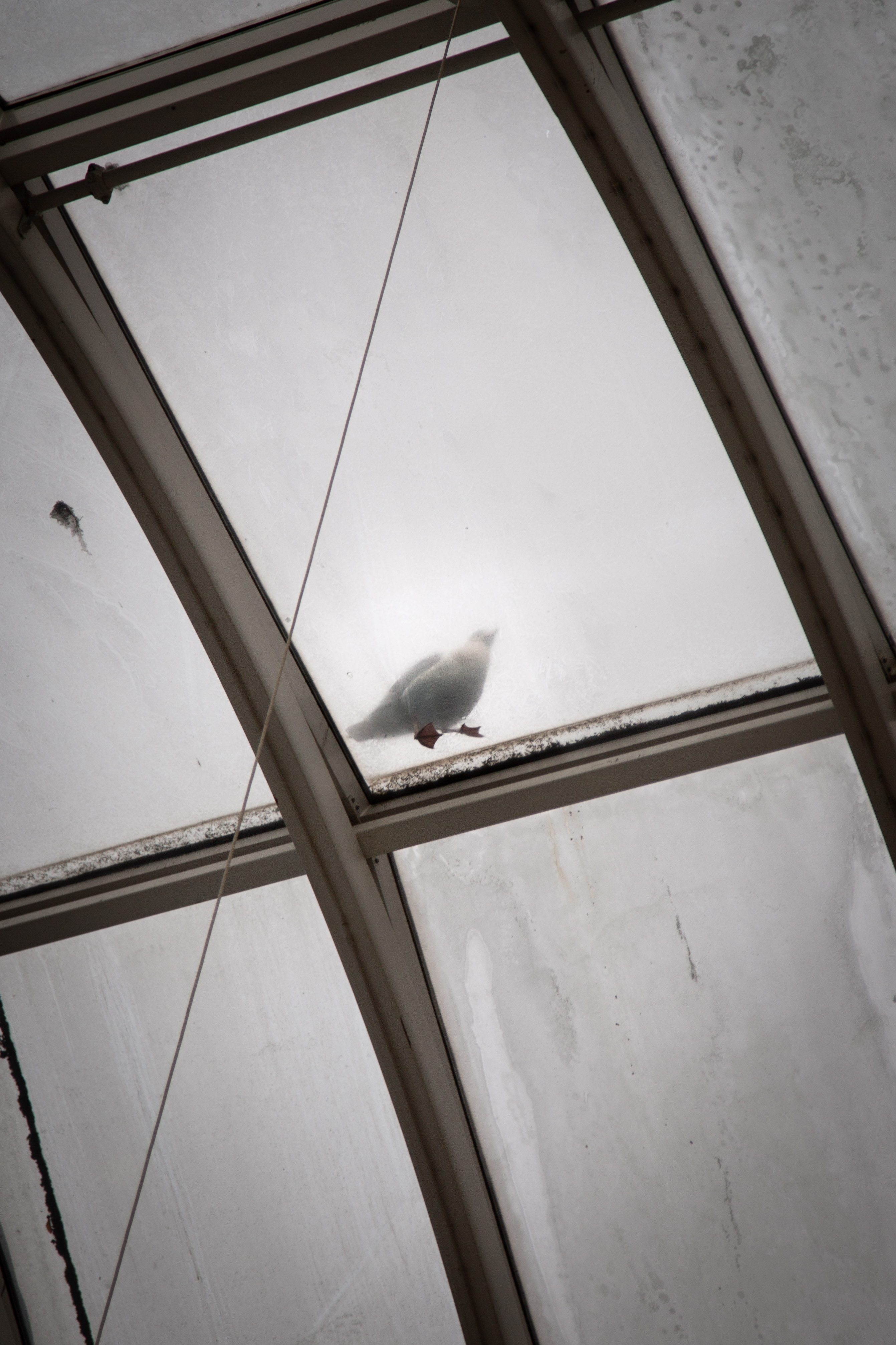 A pigeon seen through a frosted skylight from below