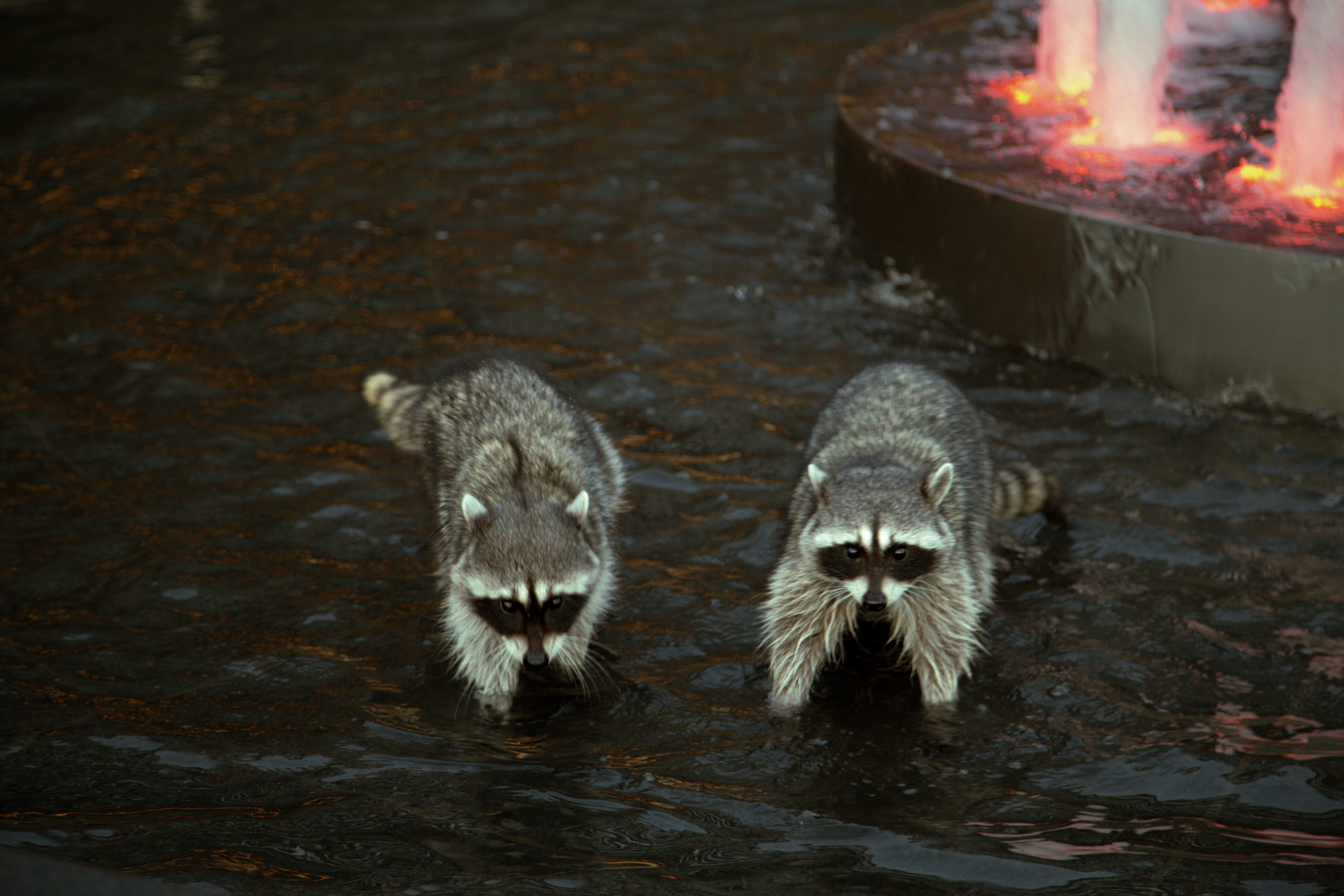 Two raccoons wading through a lit fountain at dusk