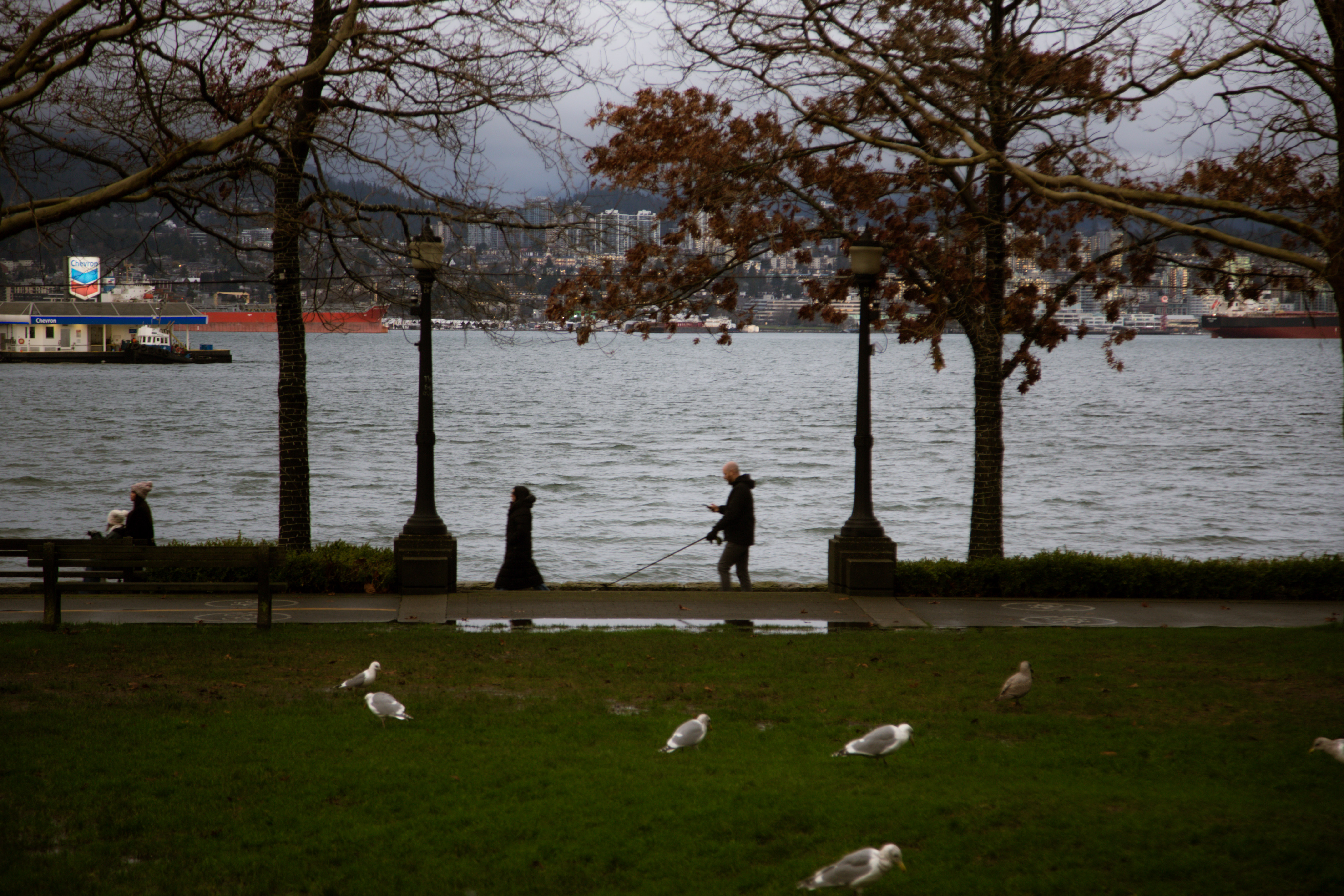 Gulls on a waterfront lawn with the harbour behind