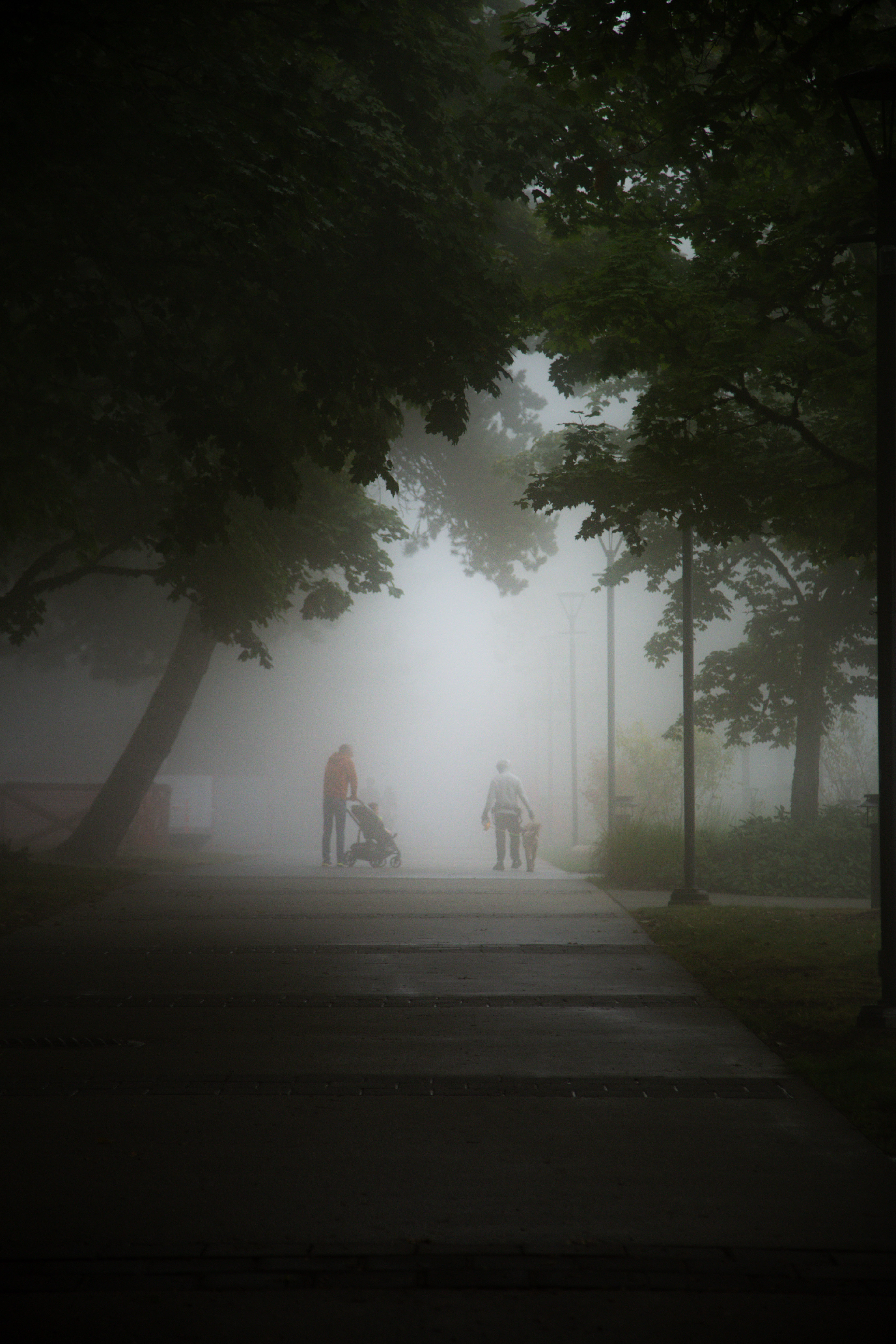 misty path