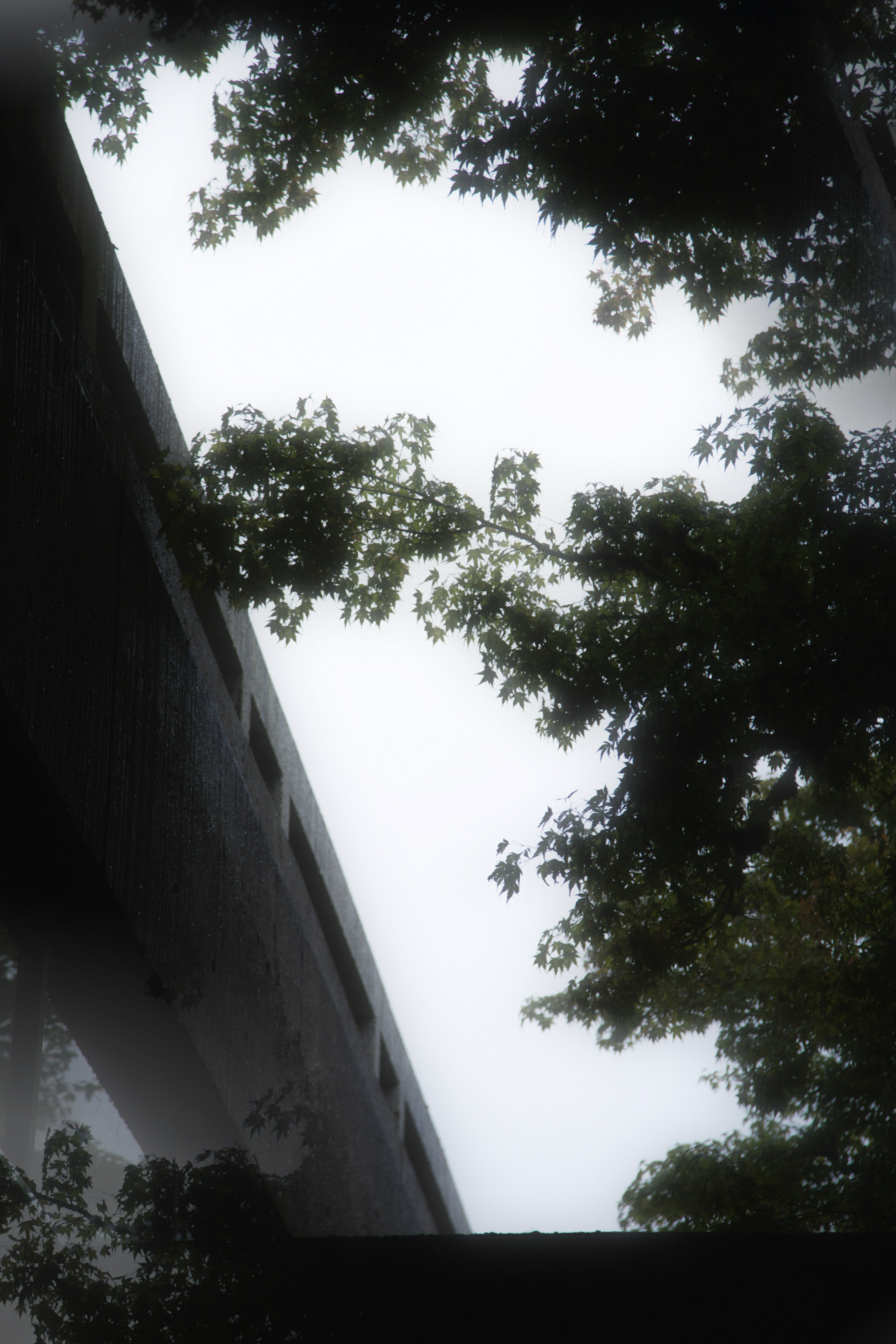 up into trees